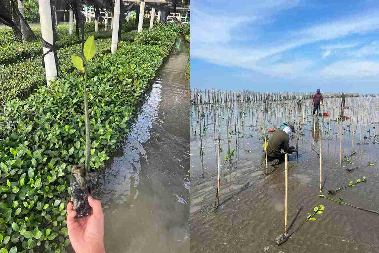 Strengthening Coastal Ecosystem Resilience, Chandra Asri Group Collaborates with Tengkurak Village Community to Plant Mangroves