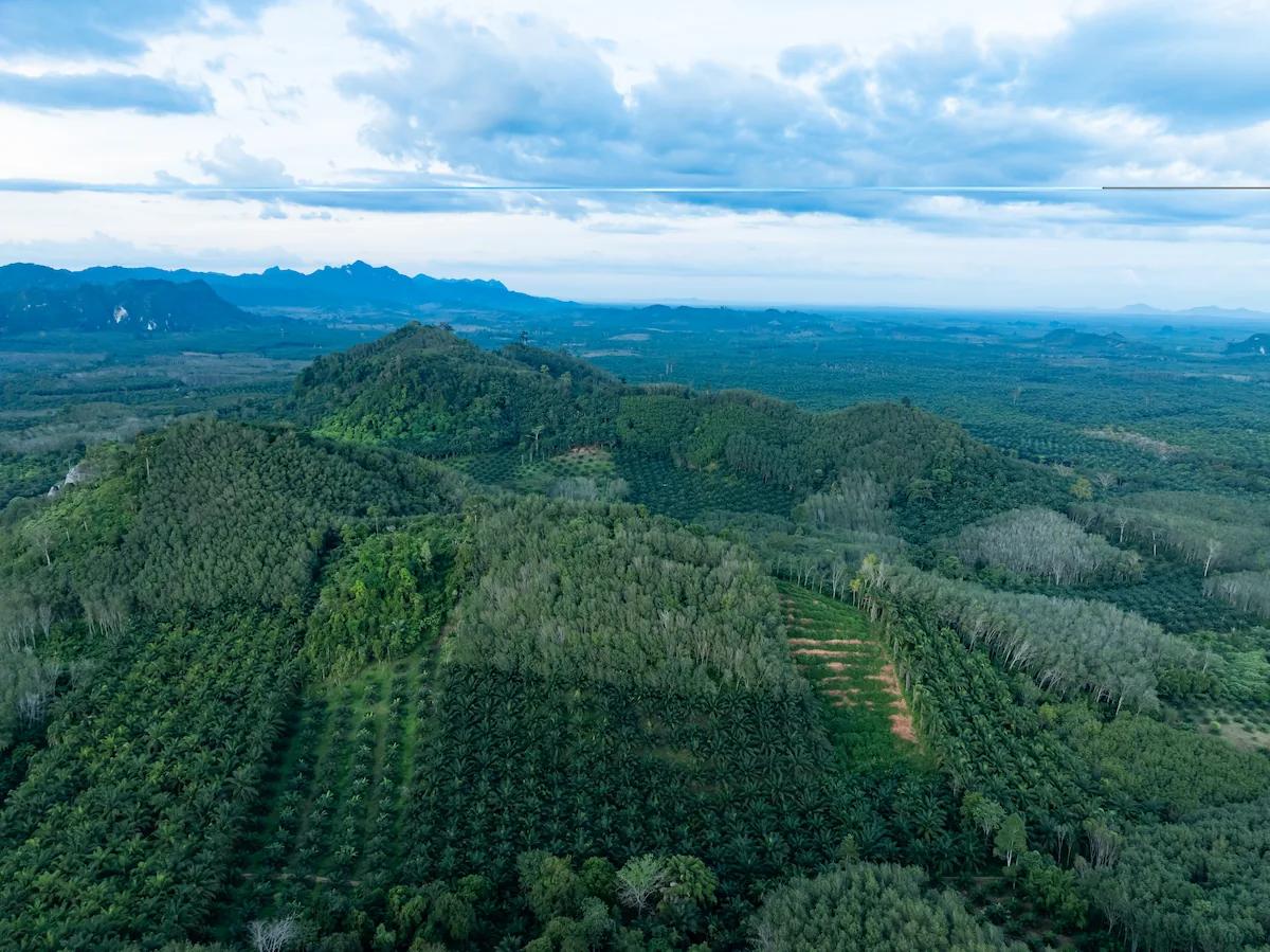 carbon offset